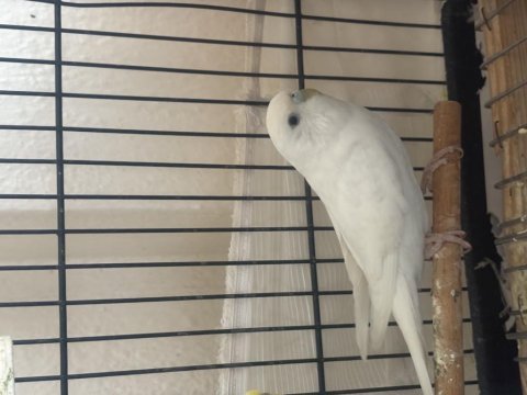 Beyaz albino df muhabbet kuşu