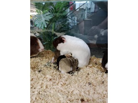 Yavru ve damızlık guinea pig