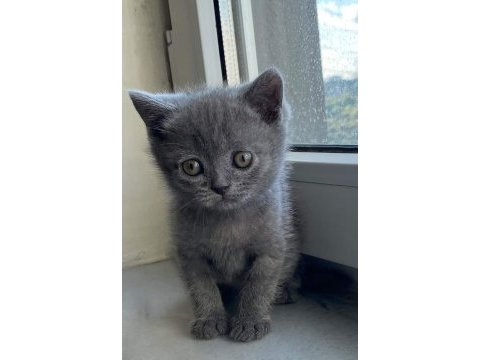 Scottish fold yavrularımız
