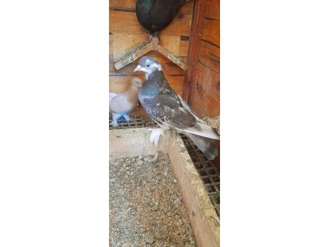Bozkirli ala kırkanat güvercin dişi 81 ile gönderim yaparız