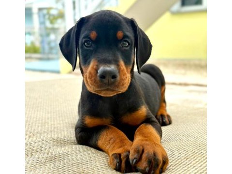Türkiyenin en güvenilir çiftliğinden doberman