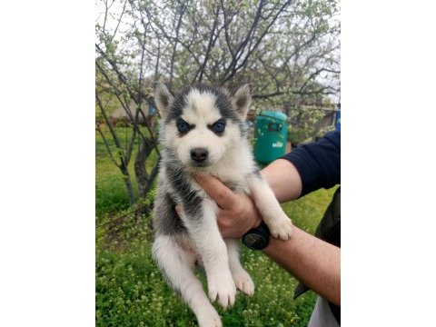 Üst düzey safkan husky yavrular