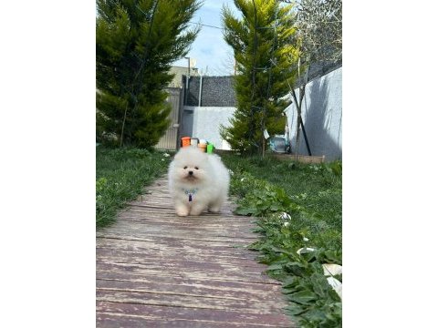 Kar topu bebek pomeranian