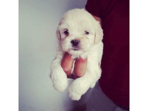 Maltese köpeği yavrular