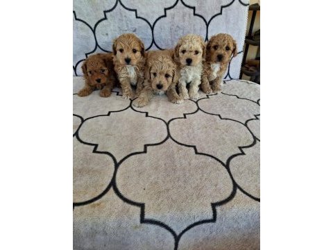A kalite sağlıklı orjinal maltipoo
