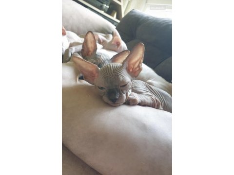 Canadian sphynx yavrular