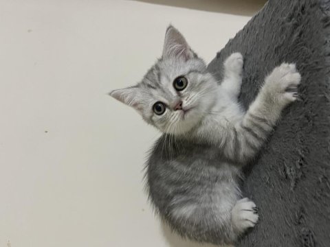 5 adet yavru scottish fold