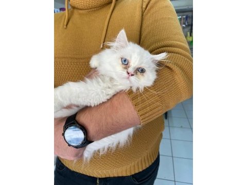 6 aylık erkek british exotic longhair