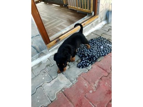 3 aylık safkan rottweiler yavru acil