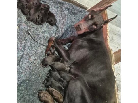 Kızıl doberman