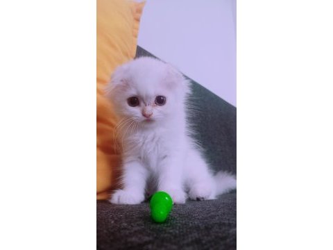 İstanbul içinde ulaşımını sağlıyorum british longhair