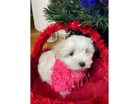 Maltese yavrularımız