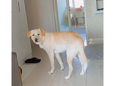Köpeğimiz yeni aile olmak ister misiniz