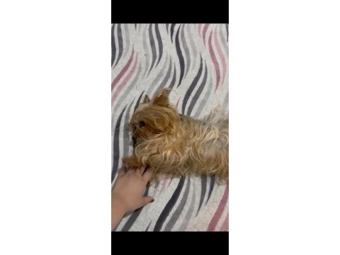 Çift damızlık yorkshire terrier