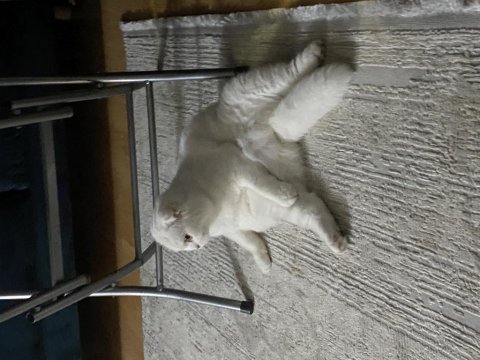 Bakımlı scottish fold 1 yaşında