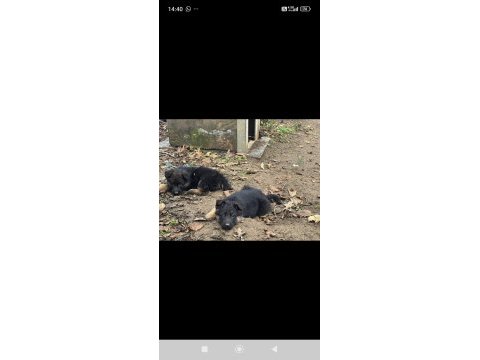 Üst seviye alman çoban köpeği yavrular