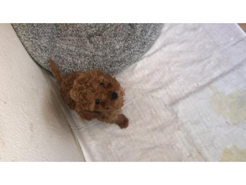 2,5 aylık mikro mama ve pedi hediyeli yavru poodle