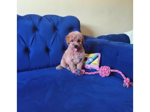 Sevimli erkek toy poodle