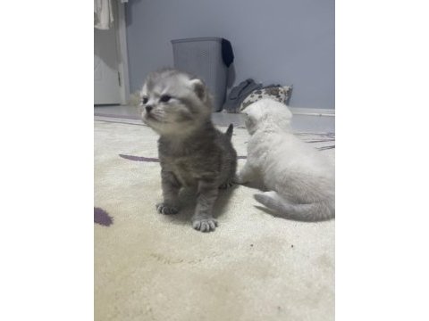 Scottish fold & british blue point
