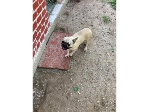 French bulldog fırsatını kaçırma