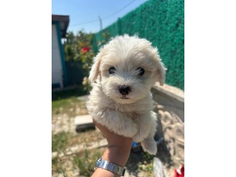 Orijinal maltese terrier yavrularımız