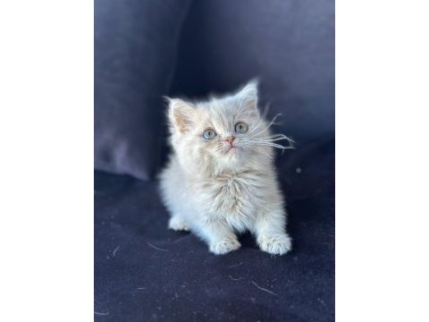 Ankaranın en özel bebekleri british shorthair