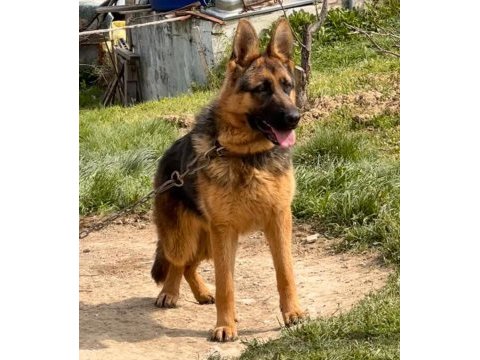 Safkan düşük bel şecereli alman çoban köpeği