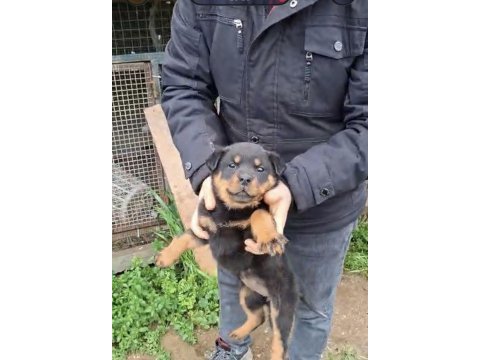 Son yavrum orijinal kaliteli rottweiler