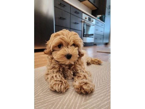 Tüy dökmeyen maltipoo yavrular