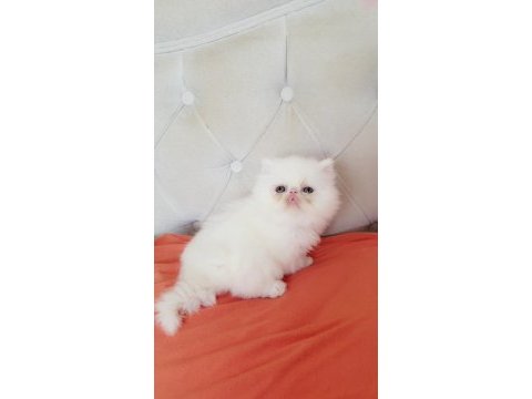 Persian bebişler
