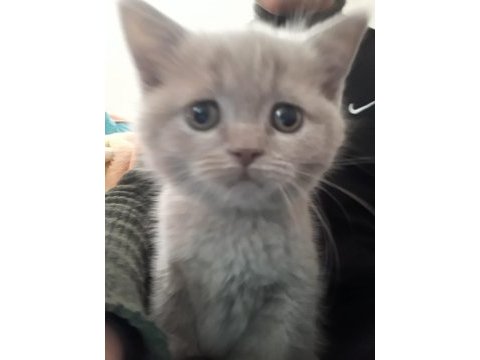 Erkek 60 günlük british shorthair