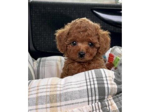 Irk garantili yavru poodle