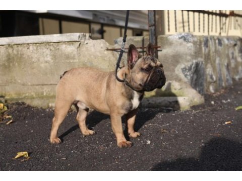 Kıf fcı a class şecereli fransız bulldog