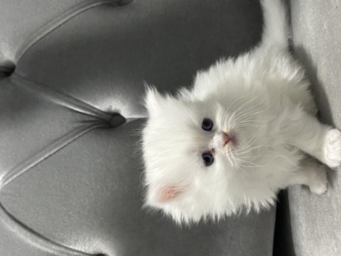 British longhair ve british shorthair,
