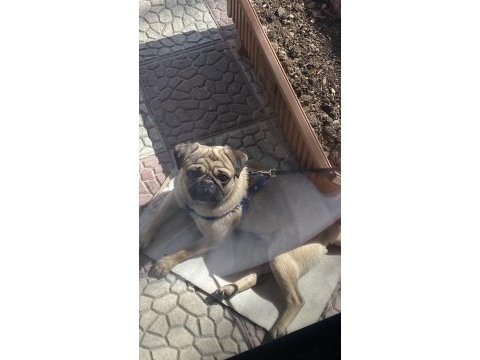 1.5 yaşında orjinal gül kuyruk pug damızlık