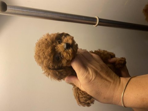 Kore kan poodle