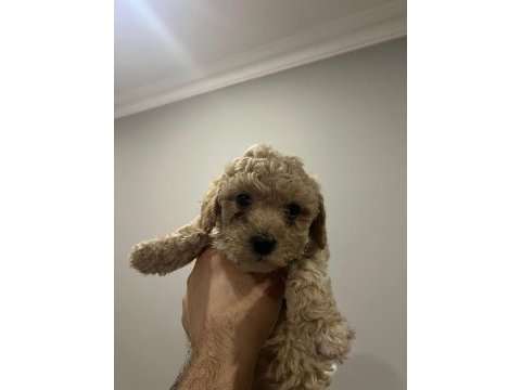 45 günlük poodle yavrular