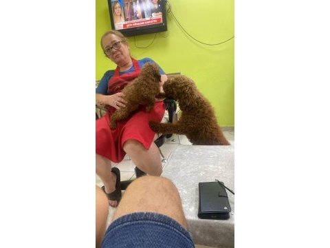 Toy poodle yavrular ırk sağlık garantili