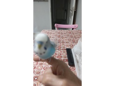 Konuşan muhabbet kuşu