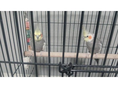 Grey çift erkek konuşuyor full eğitim sultan