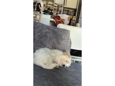 İstanbul içi sahiplendirilecek maltipoo