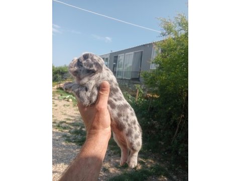 Aşılı teslim egzotik french bulldog yavrular