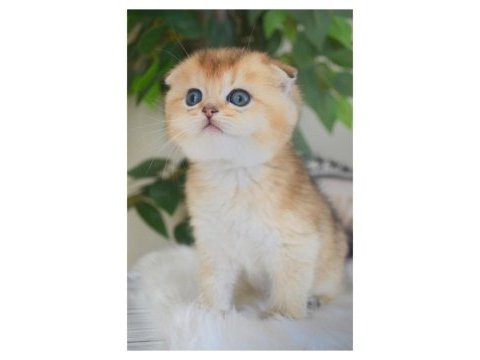 Scottish fold dişi yavru
