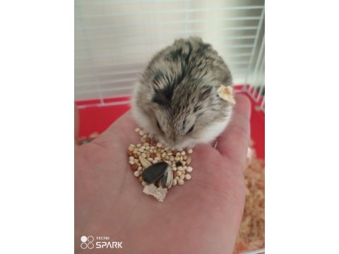 Minik yavru hamster
