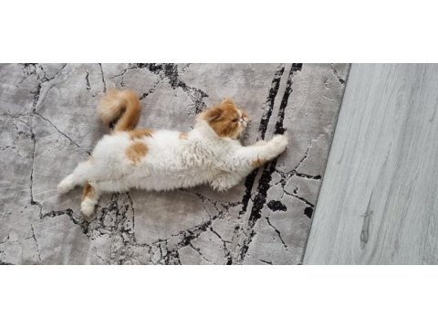 1 yaşında erkek kedişimiz exotic