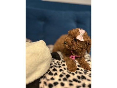 Dişi toy poodle bebişler