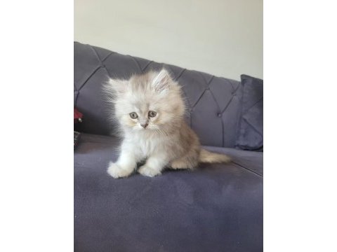 Silver british longhair kızımız yeni ailesini bekliyor