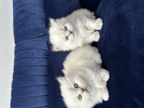 Scottish fold pamuk şekerlerim büyüdü