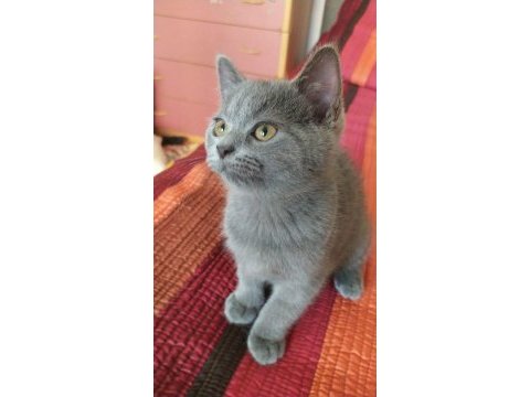 29 mayıs doğumlu british shorthair yavru