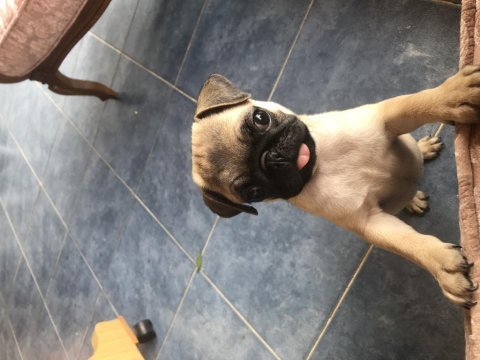 Türünün en hareketlisi pug köpeğimiz